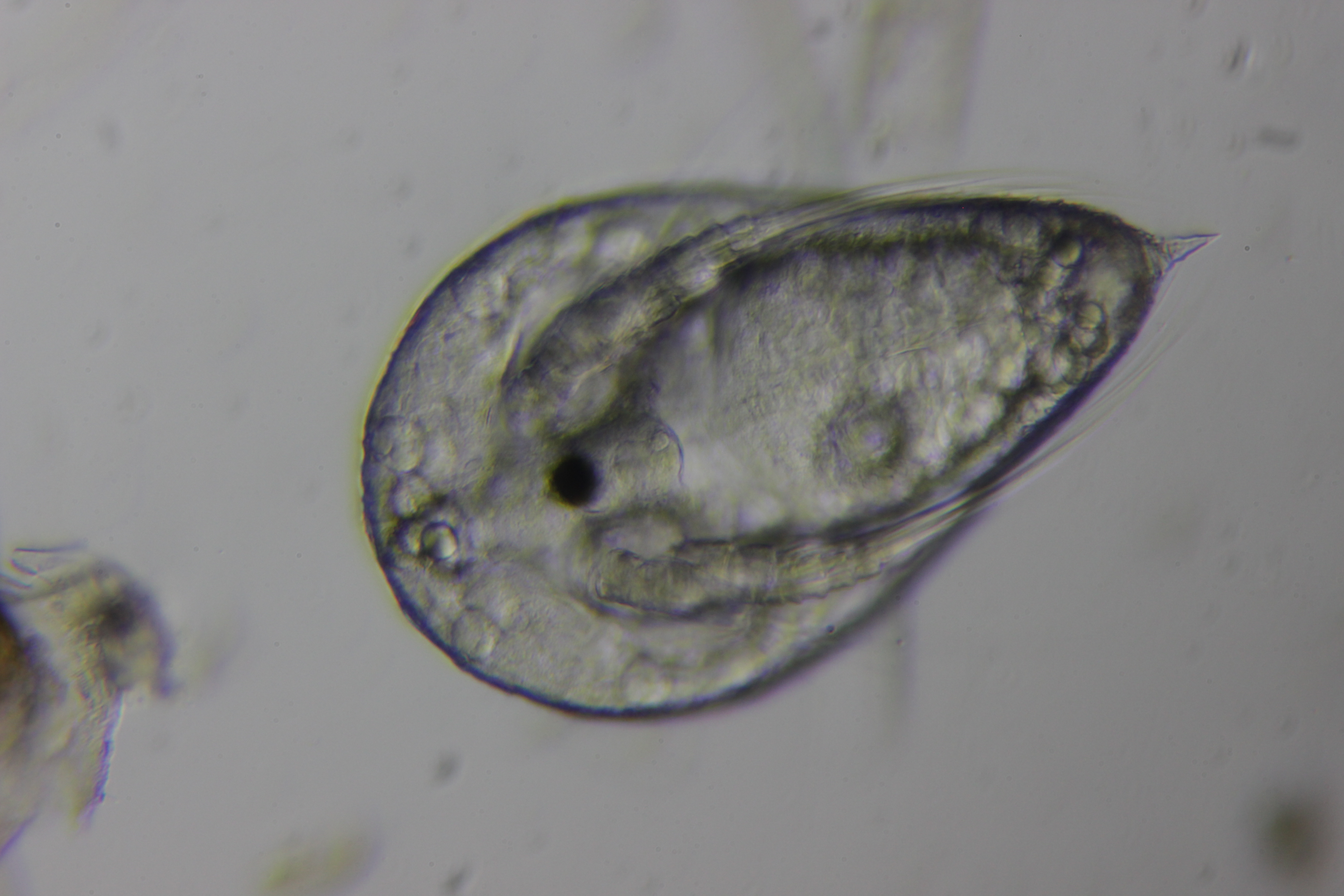 25:08:19_plankton Jersey_facetotecta nauplius larva